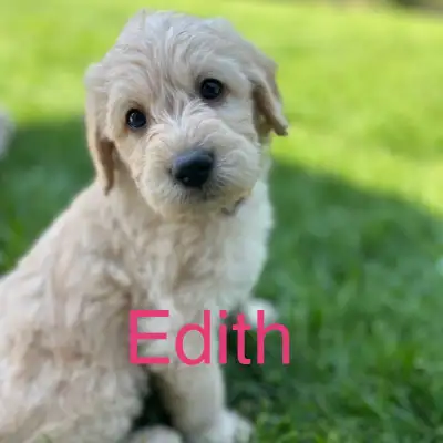 8 beautiful Labradoodle puppies, 4 males(blue) and 4 females (pink). Born April 14/25 and will be re...