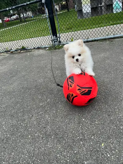  Teacup white Pomeranian, View more