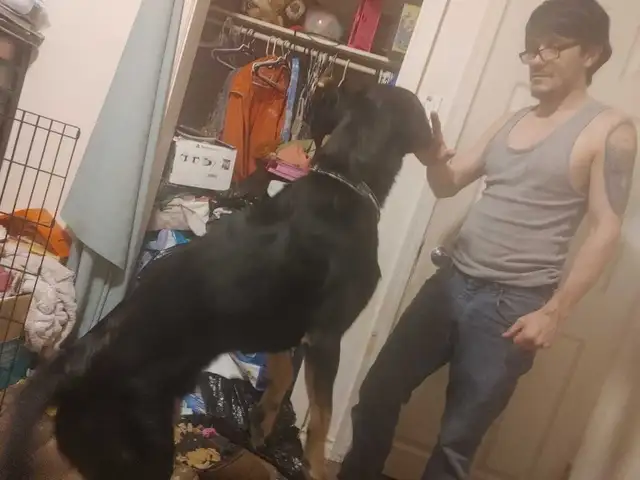 rottie mix free to good home and a pup left  in Dogs & Puppies for Rehoming in Ottawa - Image 3