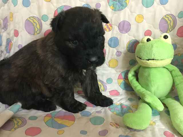 CKC Bouvier Puppies in Dogs & Puppies for Rehoming in North Bay
