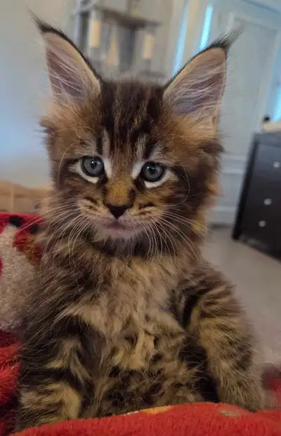Chaton maine coon pure race, View more