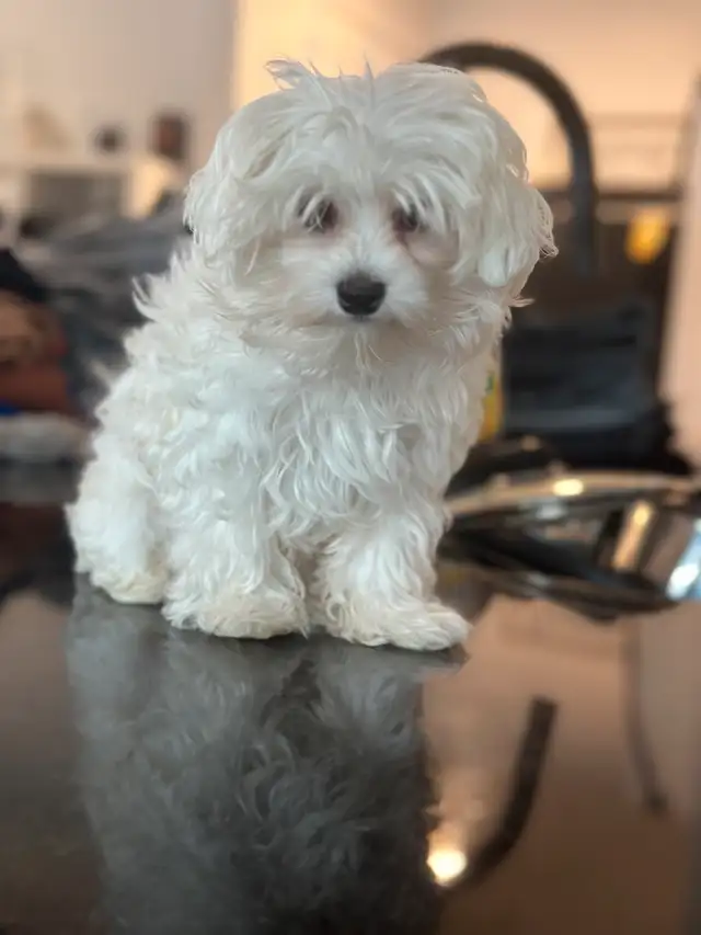 bichon Maltais in Dogs & Puppies for Rehoming in Longueuil / South Shore - Image 3