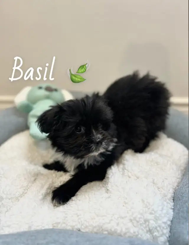 ❤️ Tiny Teddy Bears ❤️ in Dogs & Puppies for Rehoming in Edmonton - Image 9