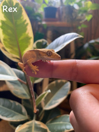 Baby Crested Geckos 