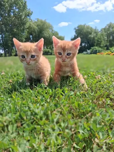 Cute kittens ready for new home !, View more