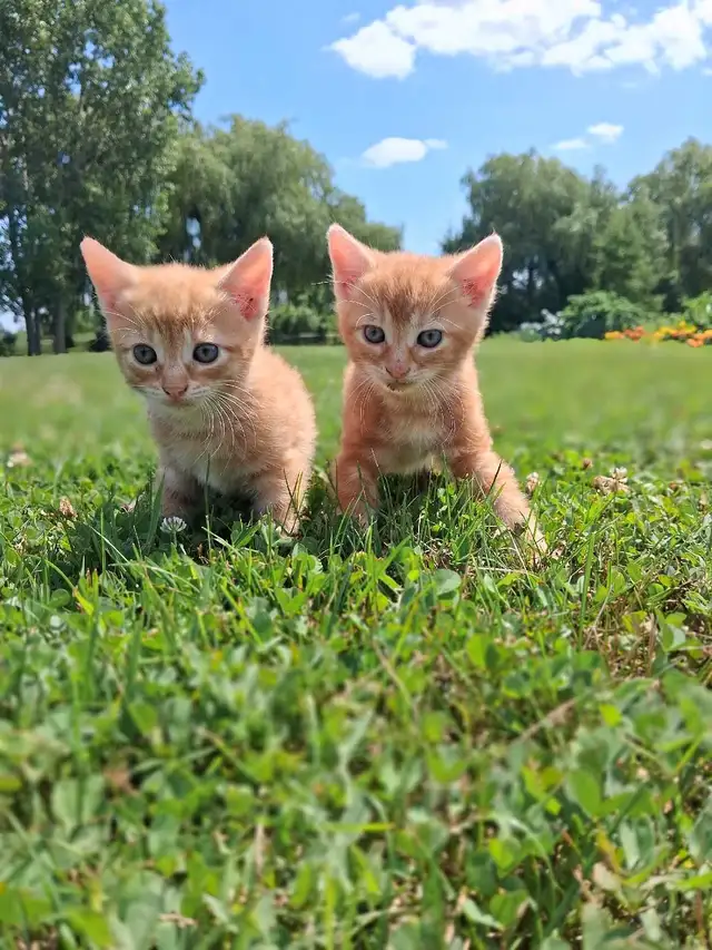 Cute kittens ready for new home ! in Cats & Kittens for Rehoming in Owen Sound - Image 2