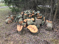 Fresh cut maple wood