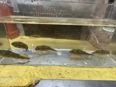 Spotted Congo Puffer Fish (Tetraodon schoutedeni) for Sale, View more