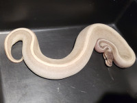 Yearling Female Phantom Potion Ball python