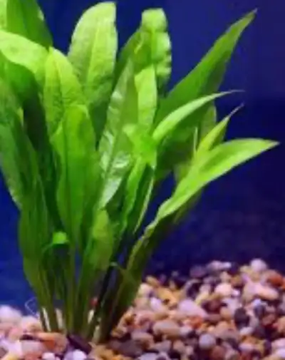 Amazon sword aquarium plant, View more