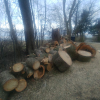 Sugar maple wood for furniture or firewood5 pickup loads avail