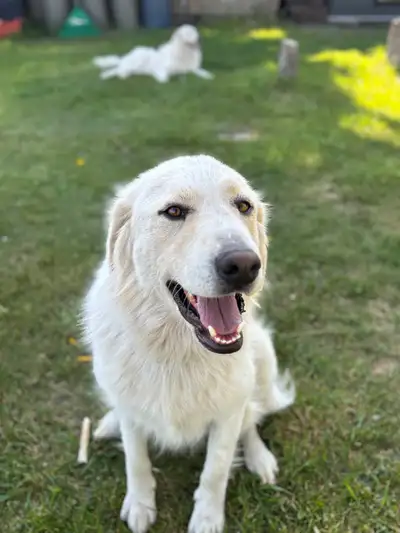 Loving Pyrnees/Maremma/Retriever Mix, View more