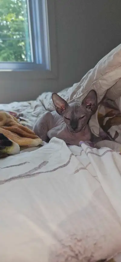 Chaton Sphynx, View more