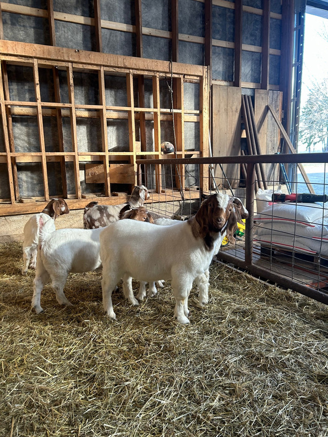 Boer Goat Kids in Livestock in Chatham-Kent - Image 2