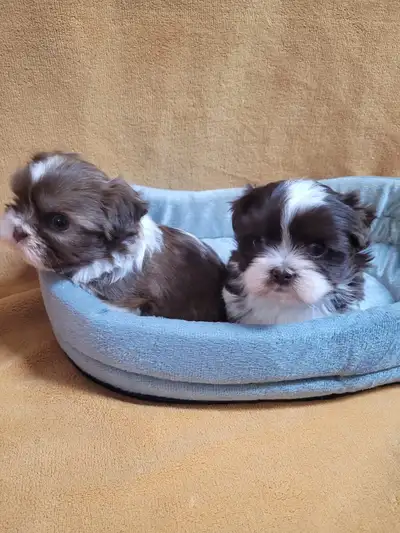  Puppys is looking for a new home, View more