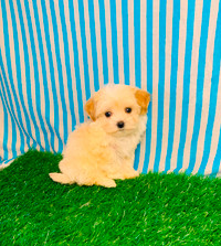 Toy Poodle x Maltese puppies