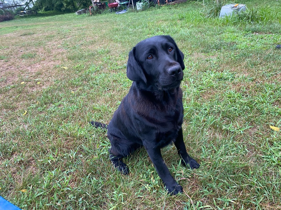 CKC Registered Labrador Retriever | Dogs & Puppies for Rehoming ...
