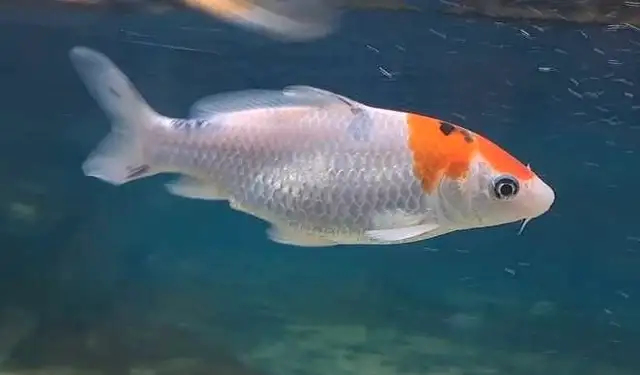 japanese koi fish in Fish for Rehoming in Oshawa / Durham Region - Image 10