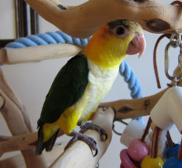 Cherchez vous un caique? // Are you looking for a caique parrot?