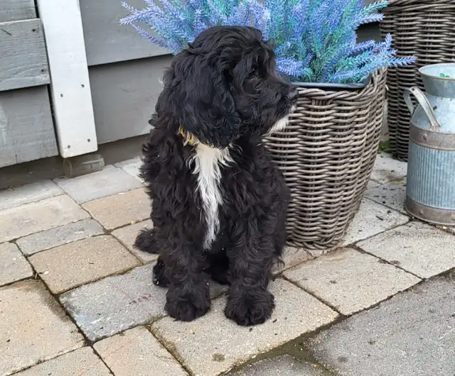 Adorable Cockapoo Puppies in Dogs & Puppies for Rehoming in Woodstock - Image 4