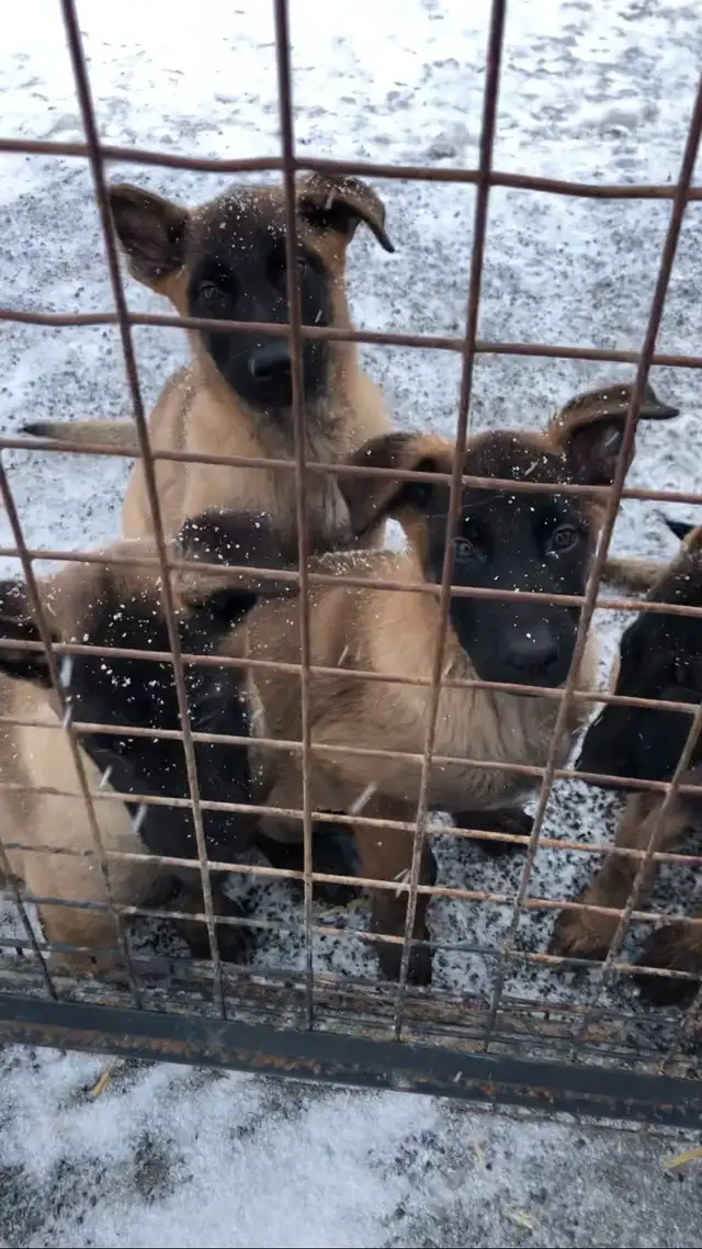 Malinois VKH Dutch Charcoal Puppy in Dogs & Puppies for Rehoming in Ottawa - Image 9