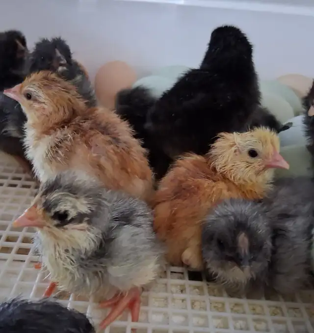 Layer Chicks & Chickens489072028088412164