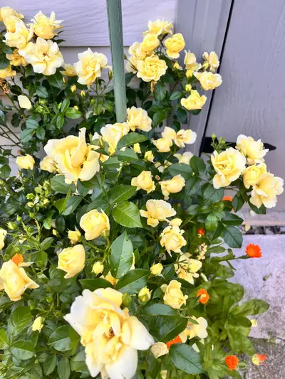 Yellow Rose Plant, View more