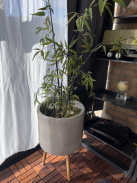 Modern indoor bamboo with holder 