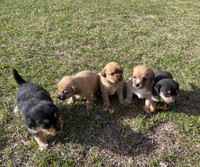 5 Jack Russell puppies 