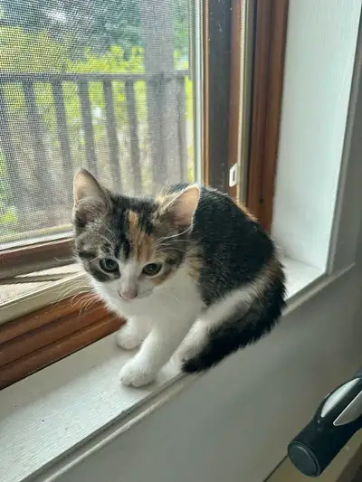 3 chatons à vendre/3 kittens for sale, View more