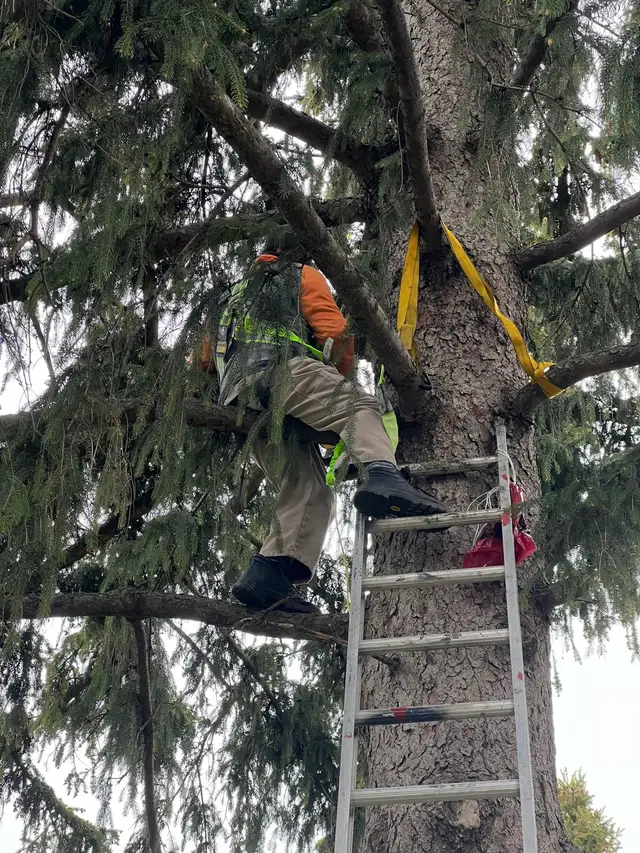 tree Cutting or removal in Lawn, Tree Maintenance & Eavestrough in City of Toronto - Image 4