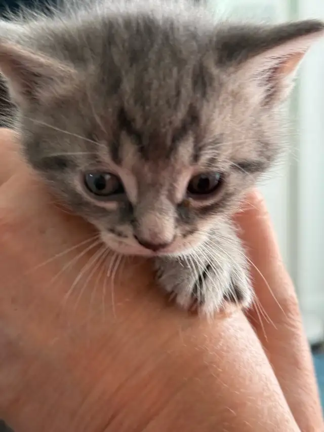 Baby kittens in Other in City of Toronto - Image 7