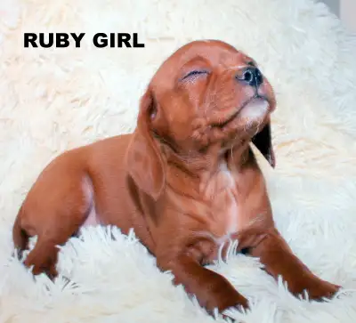 STORY BOOK PUPPIES!!!** Bossie/Cava/Poo', View more