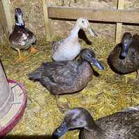 Fertilized Duck Hatching Eggs