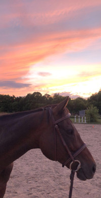 Horseback Riding Lessons