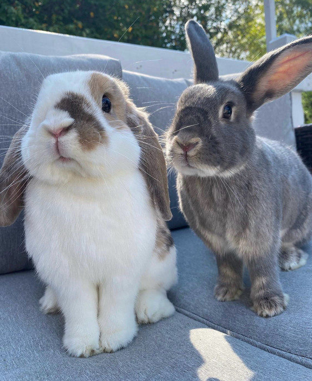 Small Pet Sitting, Overnight Bunny Boarding  in Animal & Pet Services in Calgary