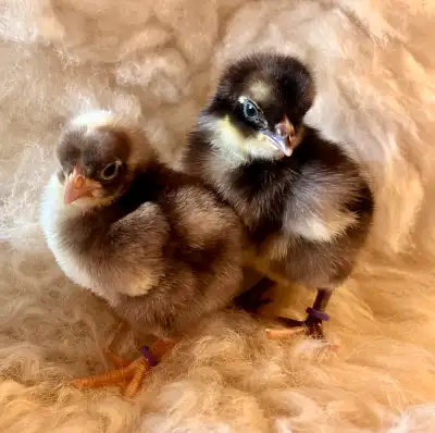 REDUCED TO $12 to move NOW! I have over 200 chicks of various breeds with no grow out space left to...