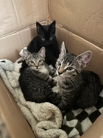 3 kittens for rehousing, View more