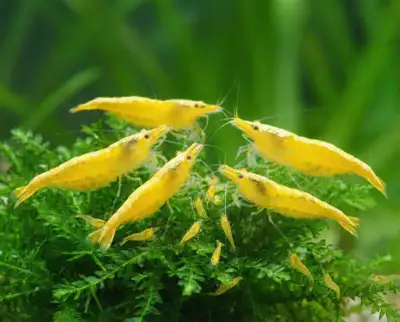 Yellow Cherry Shrimp, View more