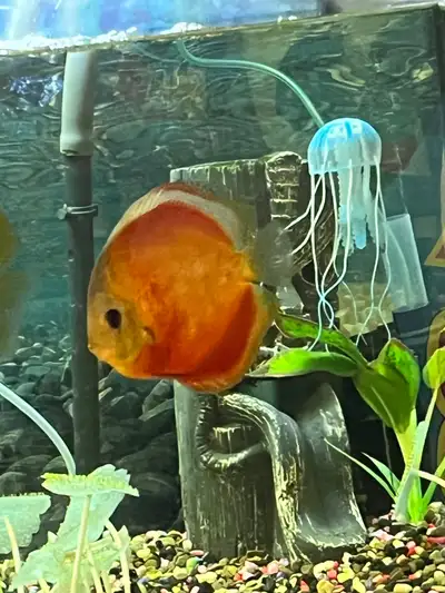 Red cover blue rim baby discus for sale have five, View more