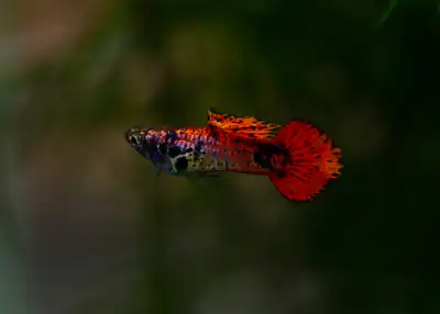 magenta inkblot round tail guppy, View more