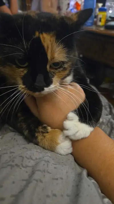 cleaning , View more