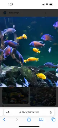 Looking for assorted cichlids 