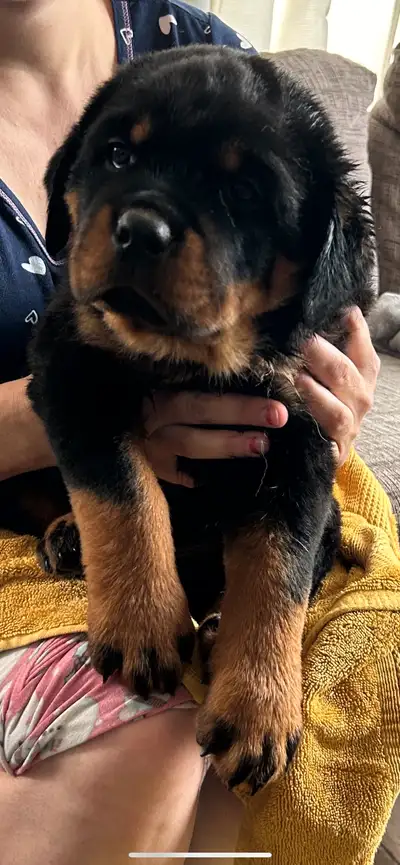 Rottweiler, View more