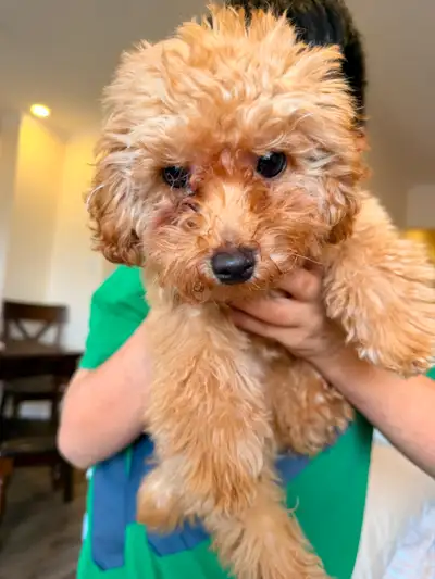 Apricot Toy Poodle Puppy (female), View more