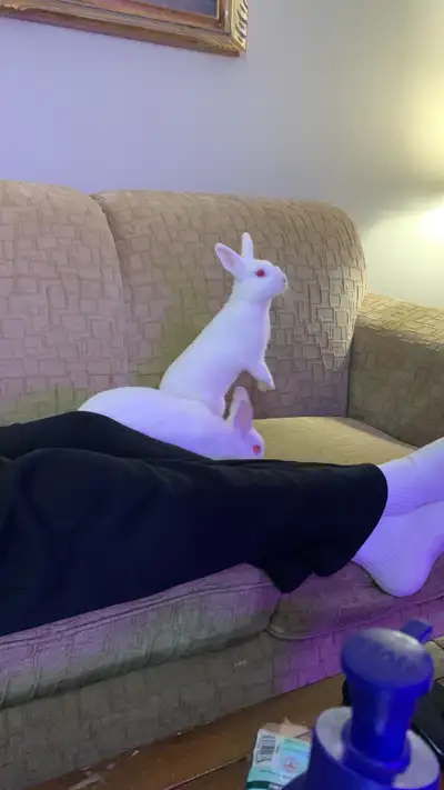 2 Beautiful Sister Rabbits for Sale – Rosie & Ruby – $100, View more