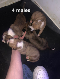 Adorable Puppies looking for new homes!!