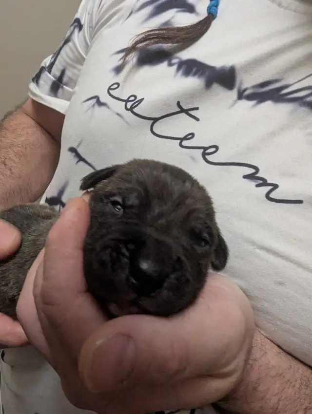 Pups please message number in Dogs & Puppies for Rehoming in Medicine Hat - Image 4