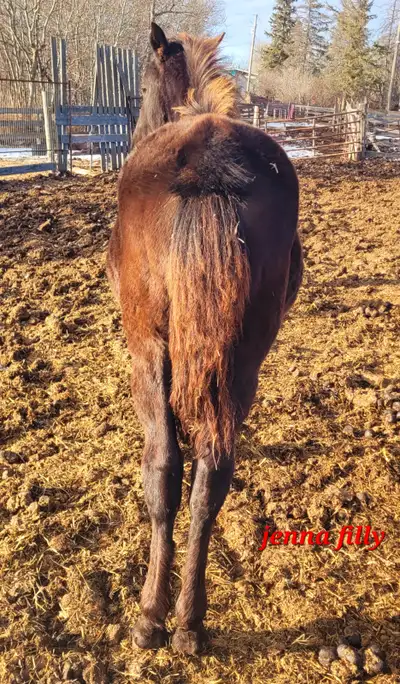 Smoky black 1/2 Friesian filly, View more