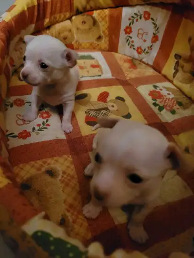 2 Male Chihuahuas, View more